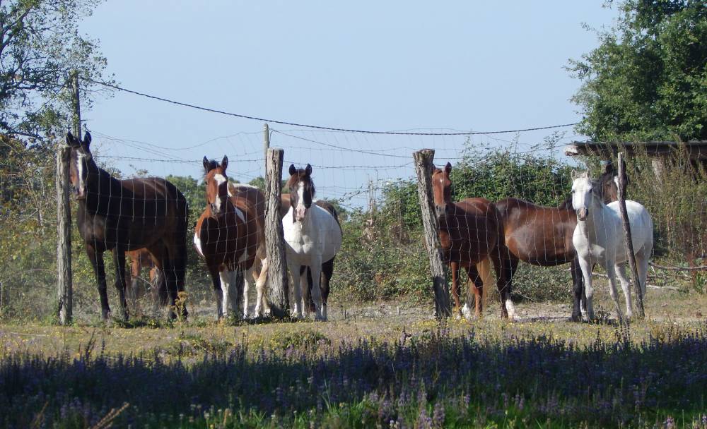 Poney club à Sallebœuf