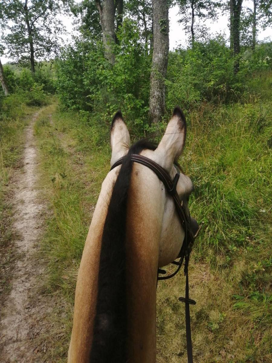 Balade poney à Sallebœuf
